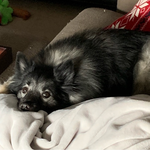 Meet your Posher, Jasmine - Picture 1 of 5